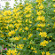 Dotted Loosestrife