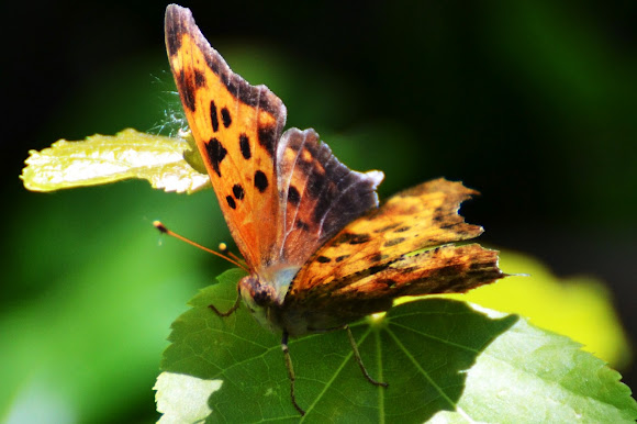 Spotting Image 1
