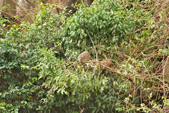 Spotting Image 1