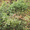 Bush hyrax