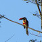 Fiery-billed aracari