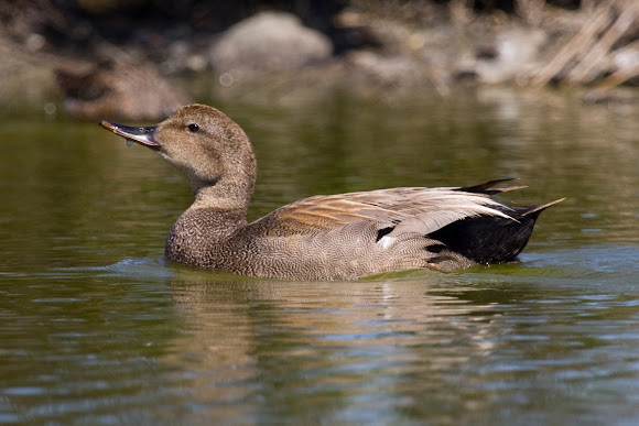 Spotting Image 1