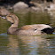 Gadwall