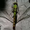 Young Male Eastern Pondhawk