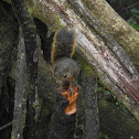 Poás squirrel
