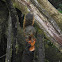 Poás squirrel