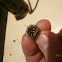 Bird Nest Fungus sp.