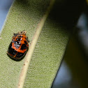 Chinita Asiática en Pupa
