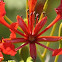 Flor de matrimonio