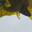 Monarch Butterfly