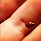 Two-spotted Lady Beetle