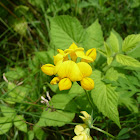 birdsfoot trefoil