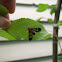 Scarlet-bodied Wasp Moth