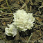 False Coral Fungi