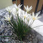 Lilly