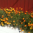 Hybrid ca poppy