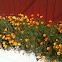 Hybrid ca poppy