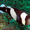 Saddleback Anemonefish