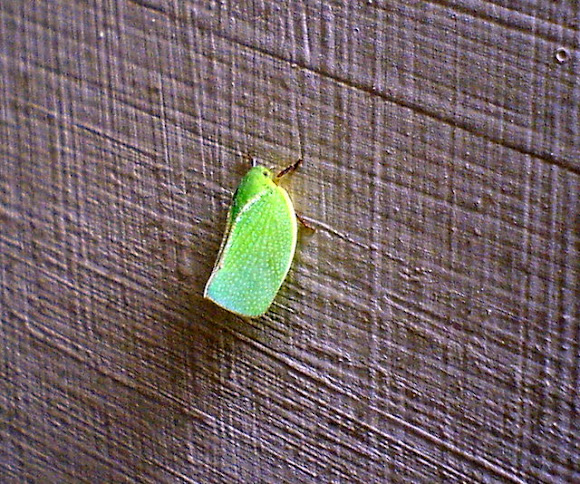 Spotting Image 1