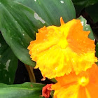 Grapefruit flower