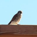 American Kestrel