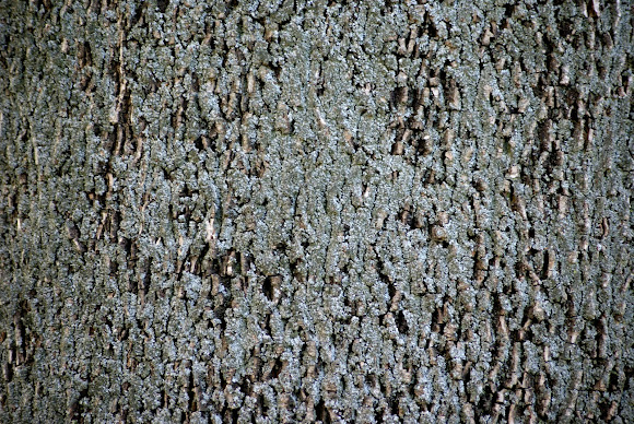 Spotting Image 1