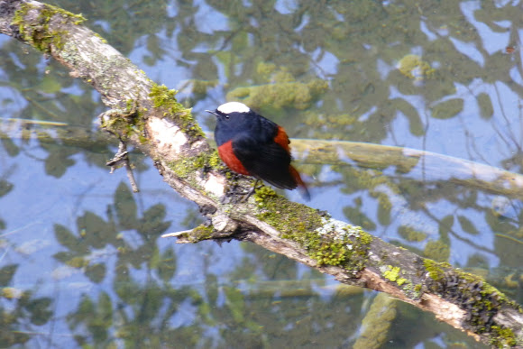 Spotting Image 1