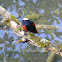 White-capped Water-redstart 白頂溪鴝