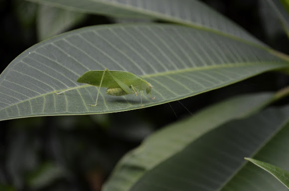 Spotting Image 1