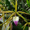 Encyclia Orchid