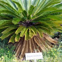 Palmeira