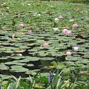 Water Lily