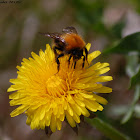 Bumblebee