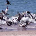 Pelican