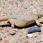 Egyptian Dabb Lizard