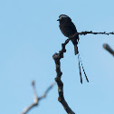 Mosquero Coludo