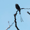 Mosquero Coludo