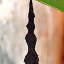 Case Moth ?