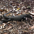 water monitor lizard