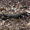 water monitor lizard