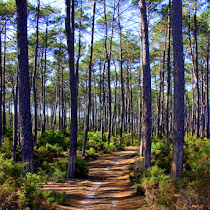 Mata Nacional de Leiria' Biodiversity   (Portugal)