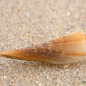 Amber Pen Shell