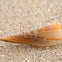 Amber Pen Shell