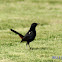 Indian Robin