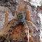 Huntsman Spider