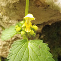 Yellow Archangel, žuta mrtva kopriva