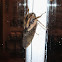 Hairy Cicada