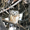 Saw Whet Owl