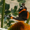 Red Admiral