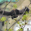 Black Squirrel